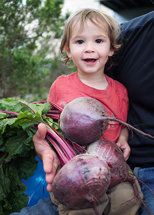 Lutz Green Leaf winter keeper beets