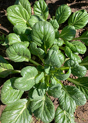 Tatsoi mustard greens